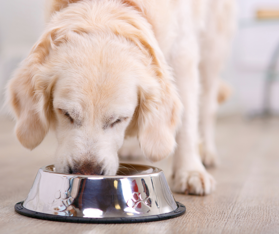 Dog eating out of silver bowl